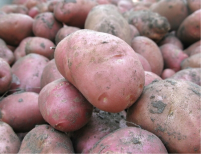 «Дмитровские овощи» хотят перерабатывать 40% своей продукции
