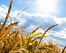 Посевы в ряде южных регионов оказались в зоне риска