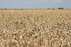 Эксперты повышают прогноз урожая зерна