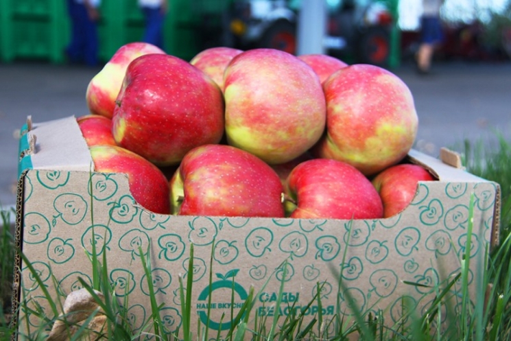 «Агро-Белогорье» к 2019 году расширит площадь яблоневого сада вдвое — с 82,7 га до 167,5 га