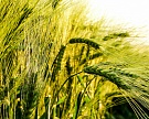ФАО и FAS USDA прогнозируют снижение урожая пшеницы в России
