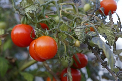 Урожай тепличных овощей увеличился на 30%