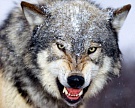 «Мираторг» направил на борьбу с волками 1,5 млн рублей