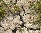 Оценка ущерба от засухи повышена до 37,5 млрд руб.