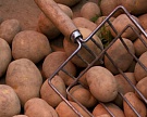 Названы условия разрешения ввоза картофеля из Египта