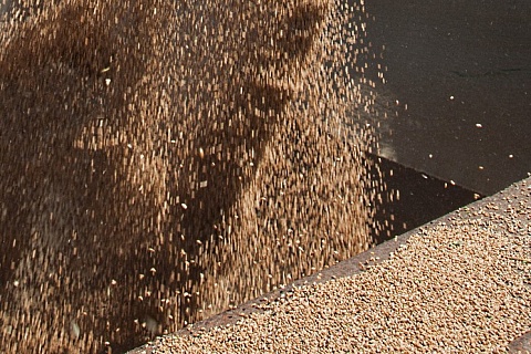 В следующем сезоне Россия может экспортировать в Китай не менее 1 млн тонн зерна