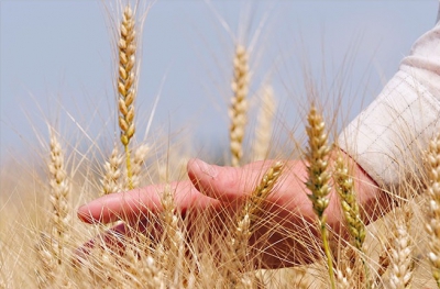 Рязанская область собрала лучший урожай за 5 лет