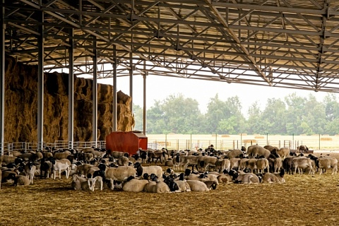 «Мираторг» увеличит маточное стадо овец в 2,3 раза