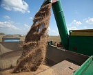 Сбор зерновых достиг 95,6 млн тонн