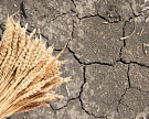 Ущерб от засухи в России — 36,5 млрд руб.