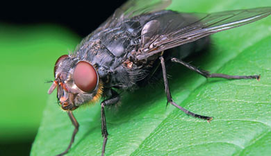 Гормональная терапия для мух