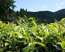 Сбор чая на Кубани увеличился на треть