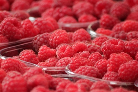 «Эко-культура» вложит 14 млрд рублей в производство ягод