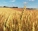 Минсельхоз США ждет рекордного урожая зерна в России