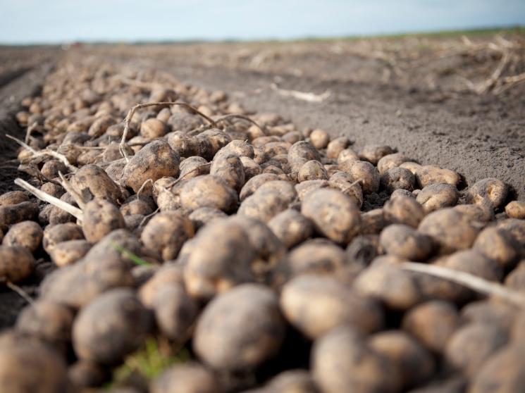 Картофель под прицелом. В России разрабатываются меры дополнительной поддержки картофелеводства
