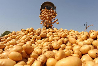 На 30% увеличен сбор картофеля в Тверской области