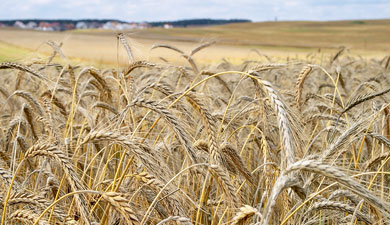 Оренбургская обл. снизит посевы пшеницы