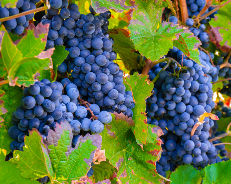 Виноградари идут на рекорд. Но производство вин в стране стагнирует