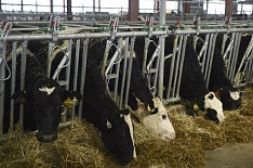 TH True Milk открыл первую ферму в Московской области