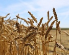 IGC повысил прогноз российского урожая зерна до 124,5 млн тонн