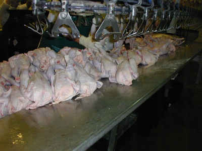 «Куриное царство» увеличило производство на 5 тыс. тонн