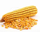 «НьюБио» вложит 5,6 млрд рублей в переработку кукурузы