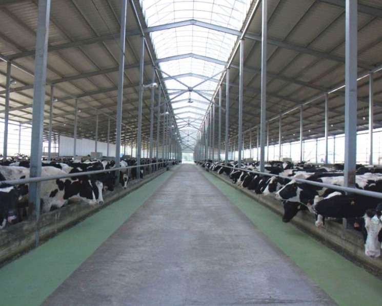 «Степь х молоко» совместно с китайскими компаниями вложит 45 млрд руб. в строительство молочно-товарных ферм