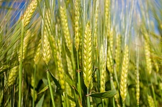Урожай пшеницы в этом году может снизиться на 9 млн тонн