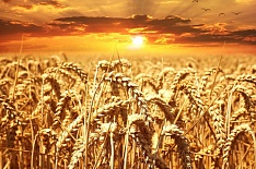 Урожайный код.</br> В России разрабатывают правила зерновой торговли