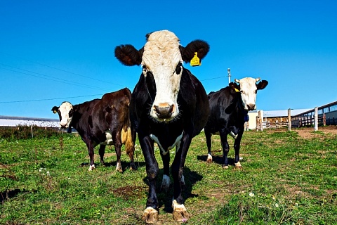 «АгриВолга» построит молочную ферму за 1,3 млрд рублей