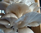 Краснодарский край создает крупнейшее производство грибов-вешенок