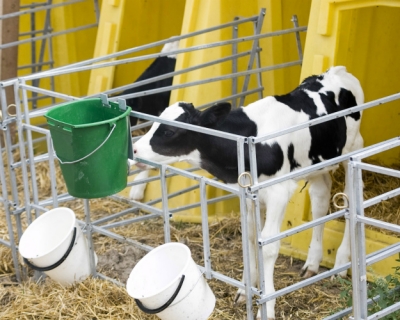 «Агрокомплекс» им. Н. Ткачева планирует построить ферму на 2,8 тыс. дойных коров в Ростовской области