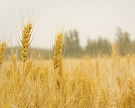 Топ-11 регионов произвели 30% зерна в стране