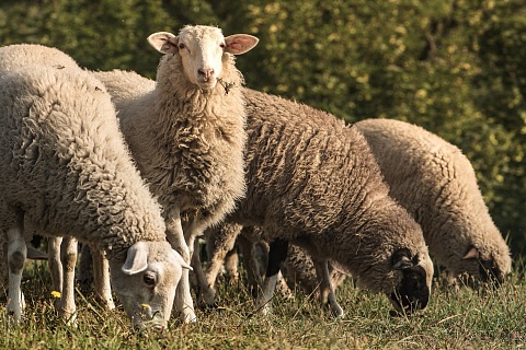 «Дамате» начала строить откормочную площадку для овец в Карачаево-Черкесии