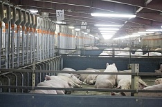 Чума свиней обнаружена у Russia Baltic Pork Invest