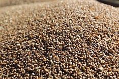 Выручка аграриев от продажи зерна выросла на 25%