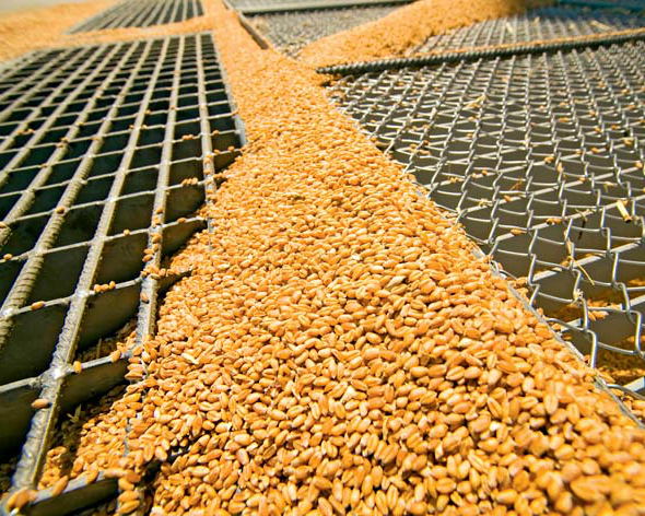 Потребление зерна превысит производство