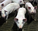 Производство свиней выросло за 8 месяцев на 15%