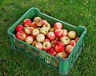 Ленинградская область создает агрокластер по выращиванию яблок