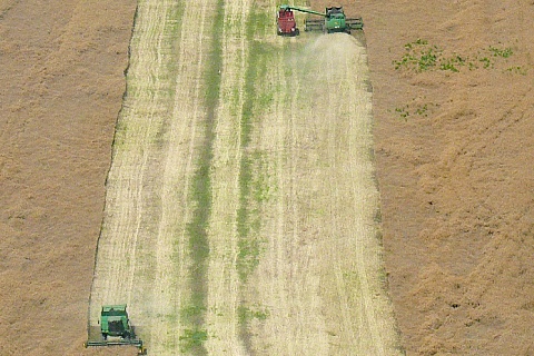 «Русагротранс» повысил прогноз урожая зерна в России