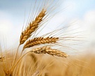 56% урожая зерна в стране собрали 11 регионов