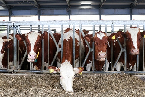 «Агрокомплекс» построит молочные фермы за 7 млрд рублей