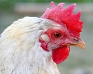 На «Харабалинской» введен карантин по птичьему гриппу