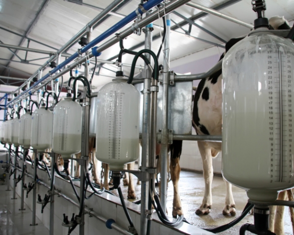 Молоко-сырье подорожало, но отрасль по-прежнему малорентабельна