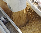 Минсельхоз не исключает роста экспорта зерна до 40 млн тонн