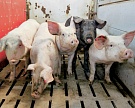 Две трети свиноводческих компаний могут оказаться убыточными