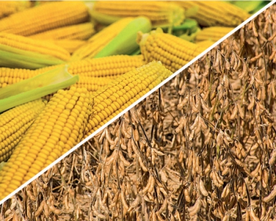 Соя и кукуруза — лидеры роста