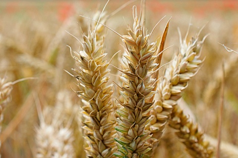 РЗС: урожай зерна может превысить 130 млн тонн