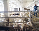 В Московской области запущена козья молочная ферма