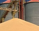 Россия вывезет минимум 16?18 млн т зерна